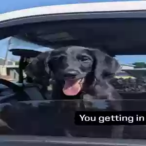 lost male dog bruce