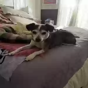 lost male dog franky