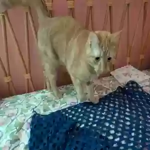 lost female cat unknown
