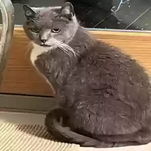 found male cat unknown