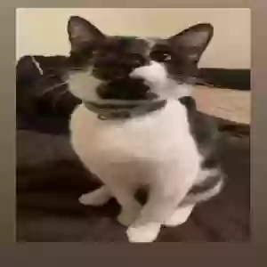 lost male cat art