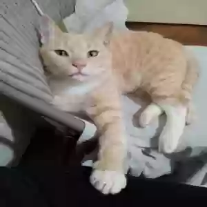 lost male cat goji