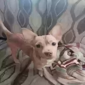 lost male dog dabi