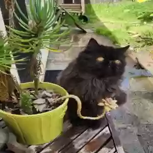 lost male cat ludwig