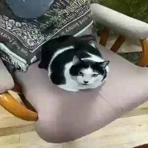 lost female cat oreo
