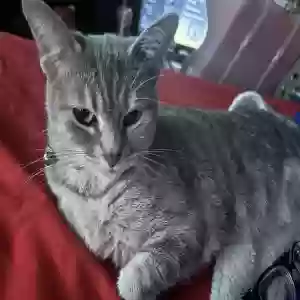 lost female cat kiya