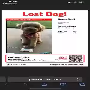 lost male dog beau