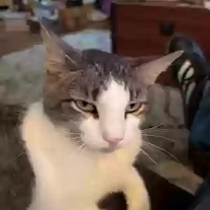 lost male cat louie