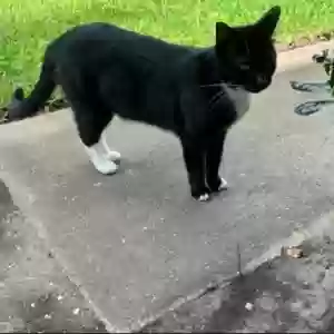 lost male cat jojo