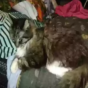 lost male cat lucky