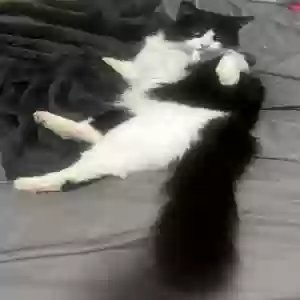 lost female cat jupiter