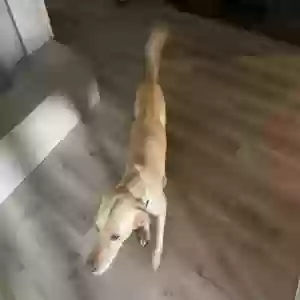lost male dog gus