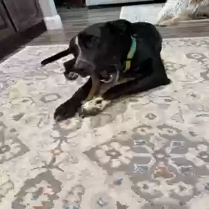 found male dog unknown