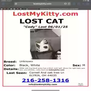 lost male cat cody
