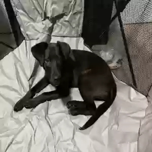 lost female dog xóchitl(sochi)