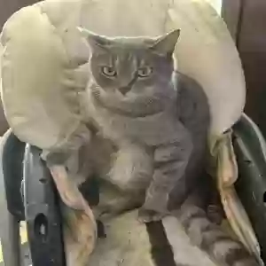 lost male cat inigo