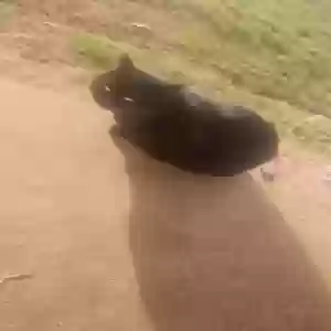 lost male cat phantom