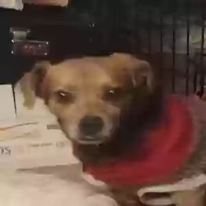 lost male dog boots