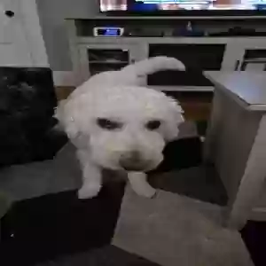 lost male dog ollie