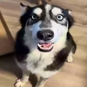 lost male dog unknown