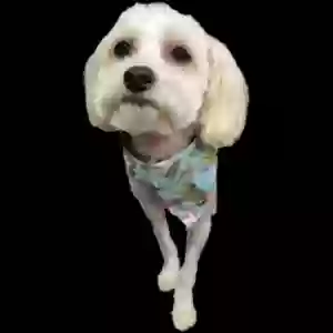 lost male dog milo