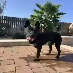 lost female dog evangeline