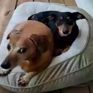 lost male dog atz & gunther