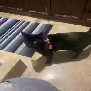 lost female cat church