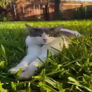 lost male cat arlo