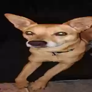lost female dog xena