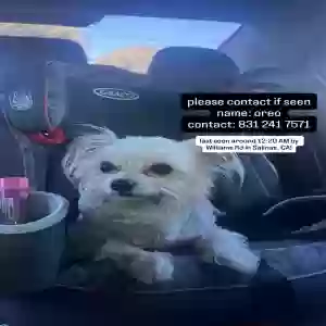 lost female dog oreo