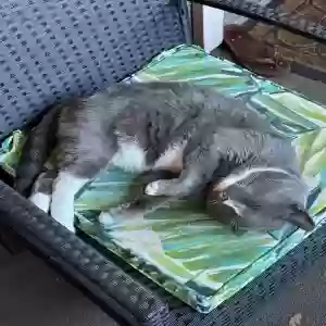 lost male cat buddy