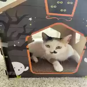 lost female cat mochi
