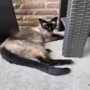 found male cat unknown