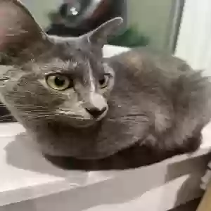 lost female cat yari