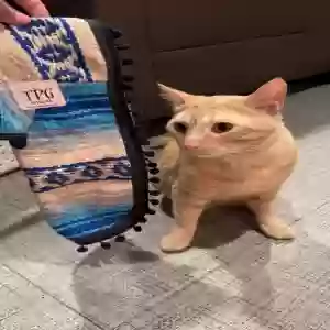 lost male cat toulouse