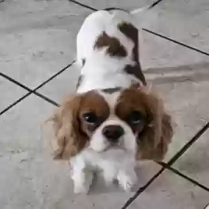 lost female dog poppi