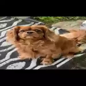 lost male dog nash
