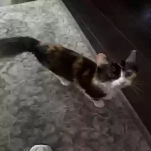 lost female cat fuzzy