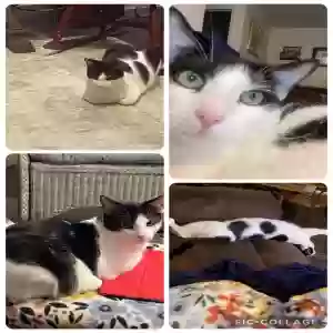 lost male cat lenny