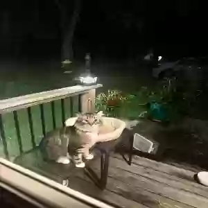 found male cat unknown