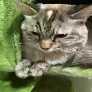 lost female cat honey