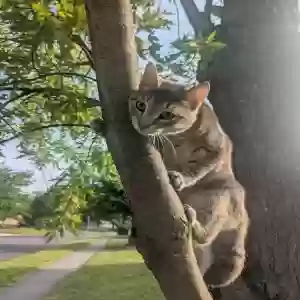 found male cat unknown