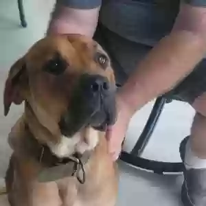 found female dog unknown