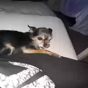 lost female dog yazzy