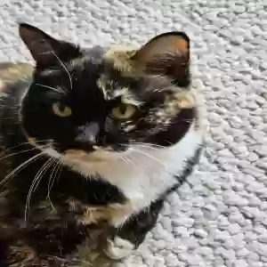 lost female cat peanut butter