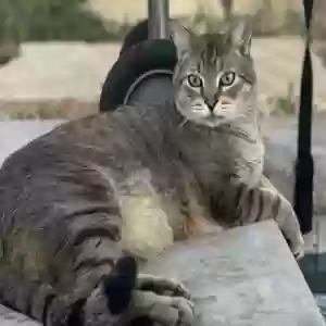 lost male cat goku