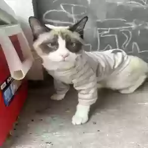 lost male cat boots