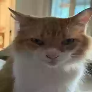 lost male cat tom