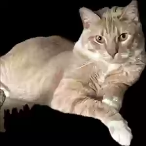 lost male cat sunny